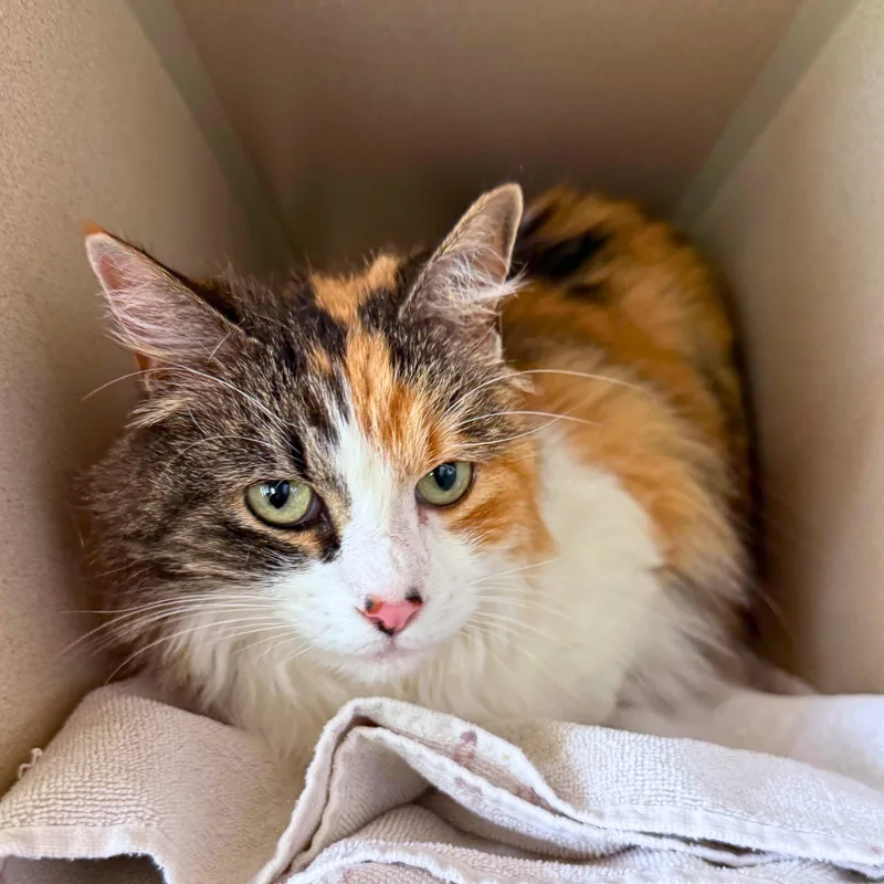 A senior medium-sized female Domestic Long Hair cat named Cammie for adoption in Ridgway, CO