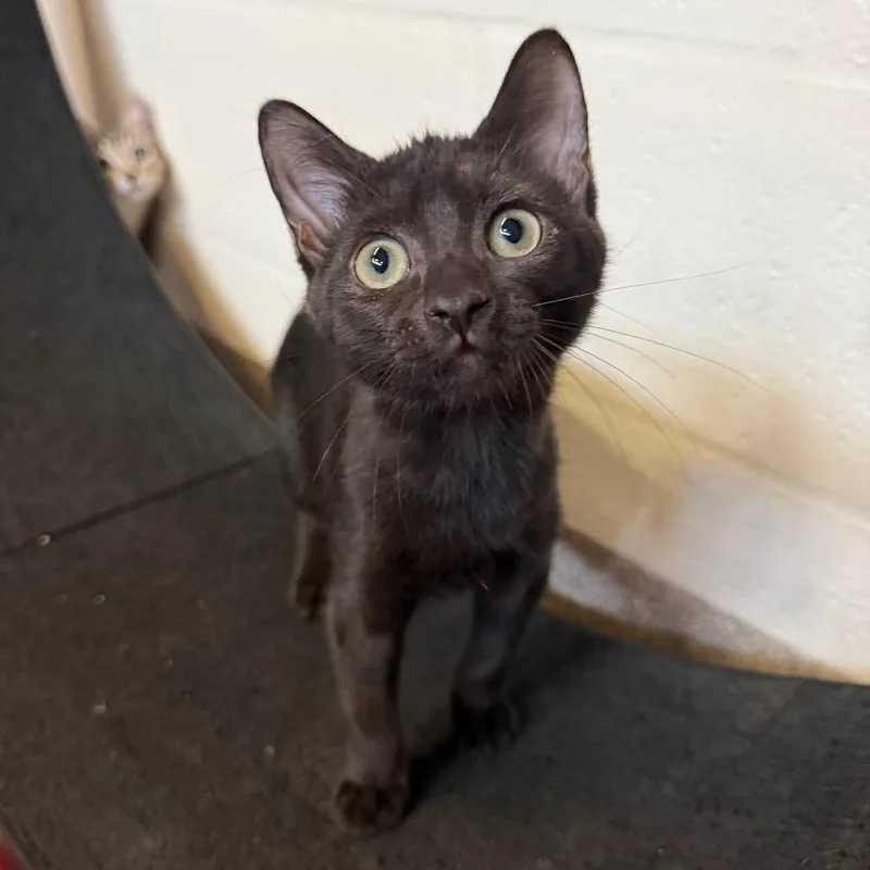 A baby small-sized female Black Domestic Short Hair cat named Raven for adoption in Sarasota, FL