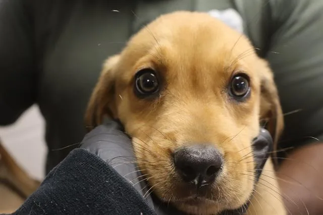 A baby small-sized male Mixed Breed dog named Wrangler for adoption in Columbia, SC