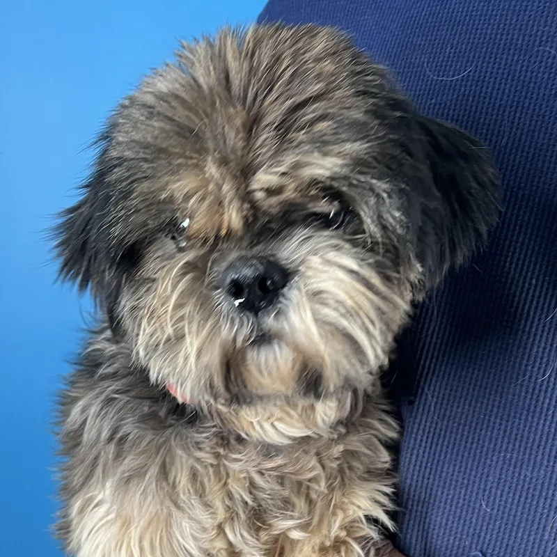 Benji  Local In