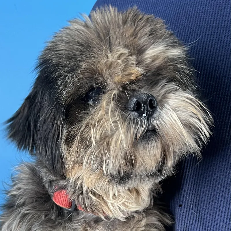 Benji  Local In thumbnail 5