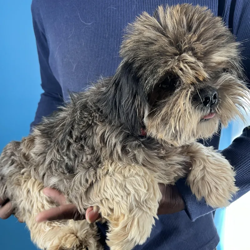 Benji  Local In thumbnail 6