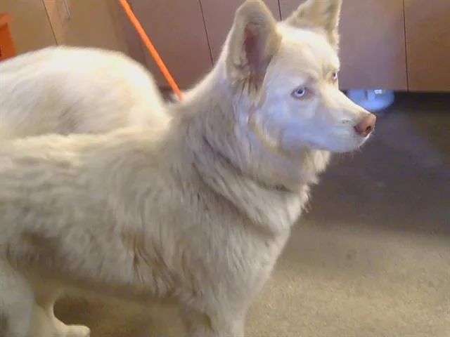 A young large-sized female Siberian Husky dog named Mochi for adoption in Sacramento, CA