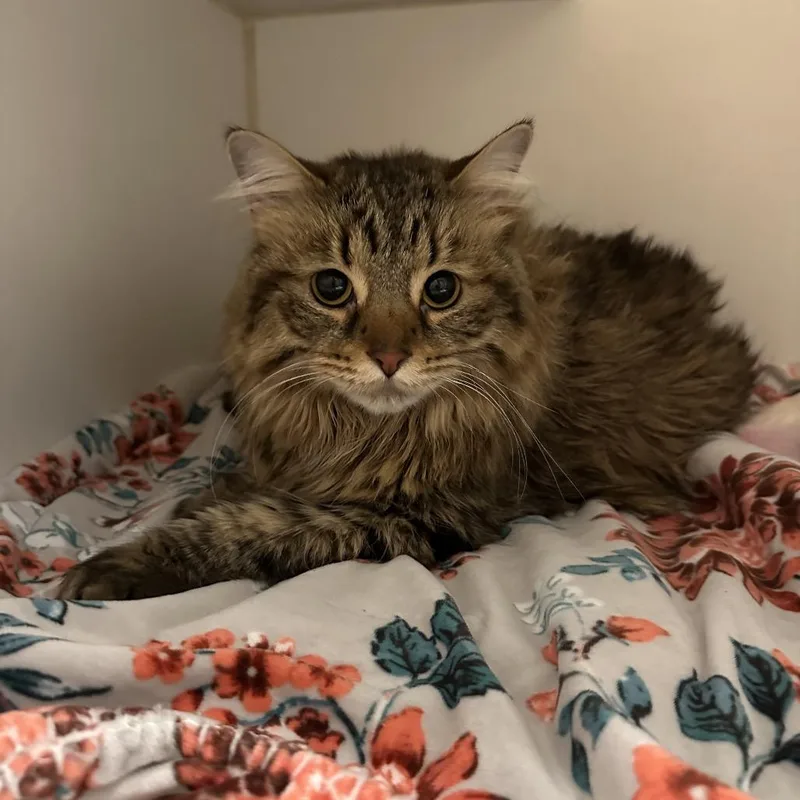 An adult large-sized female Brown / Chocolate Domestic Long Hair cat named Sequoia for adoption in Hinsdale, IL