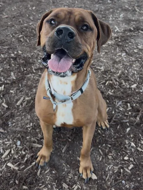 An adult extra large-sized male Redbone Coonhound dog named Churro for adoption in Denver, CO