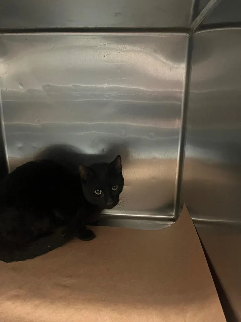 A young large-sized male Domestic Short Hair cat named Dade for adoption in Cartersville , GA