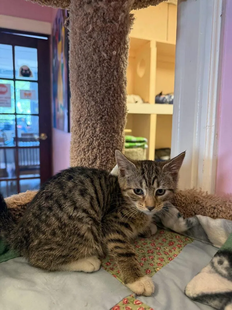 A young small-sized female Tabby (Brown / Chocolate) Domestic Short Hair cat named Jasmine for adoption in Freeport, NY