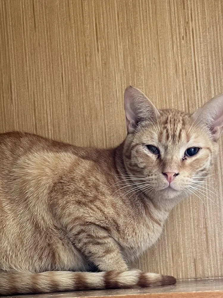 Katmandu thumbnail 4