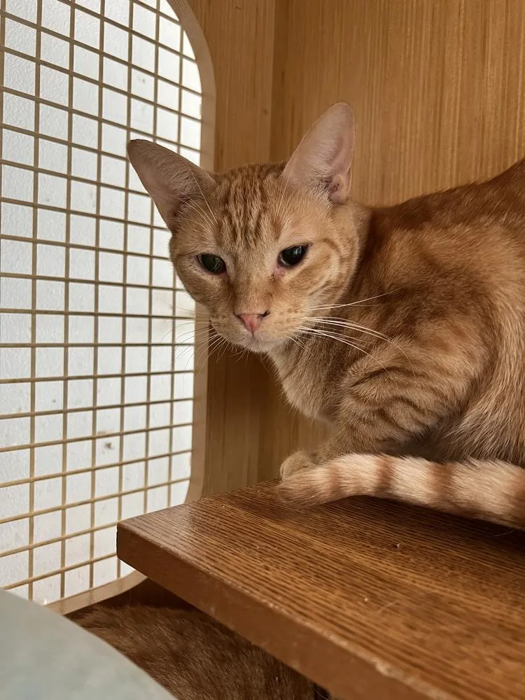 Katmandu thumbnail 5