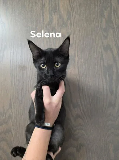 A baby medium-sized female Domestic Short Hair cat named Selena for adoption in Aberdeen, SD