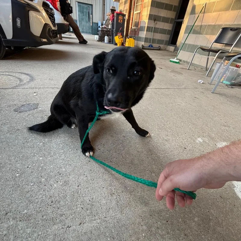 A young medium-sized female Black Australian Shepherd dog named Netta for adoption in Montgomery, AL