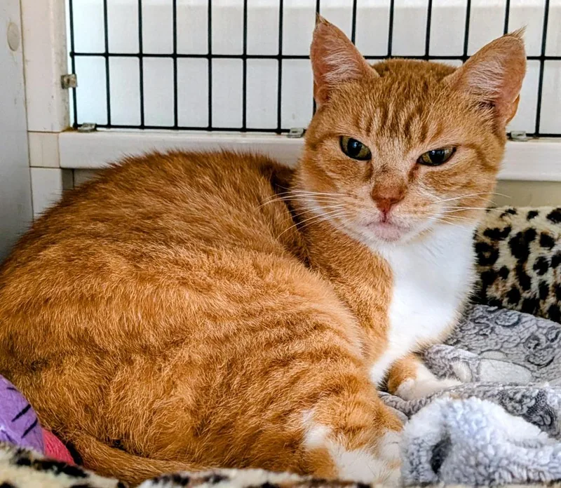 A young medium-sized female Domestic Short Hair cat named Sweet Pea for adoption in St. Augustine, FL