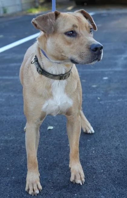 An adult large-sized male Labrador Retriever dog named Parker for adoption in Bowling Green, KY