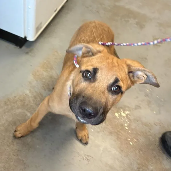 A baby medium-sized male Black Mouth Cur dog named Mr. Mcgiggins for adoption in Salt Lake City, UT