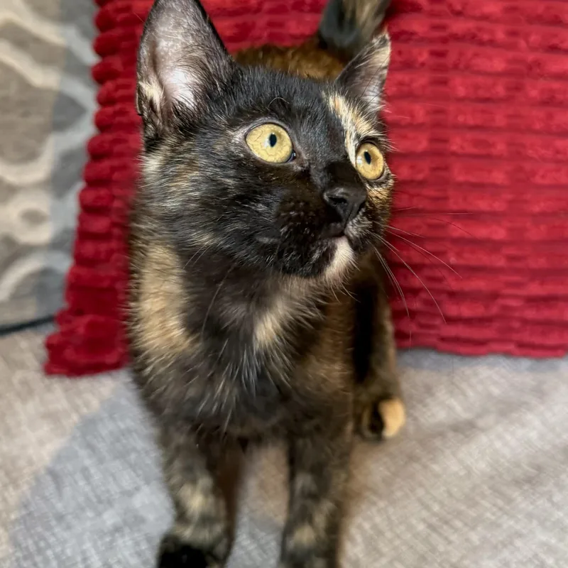 Minnie