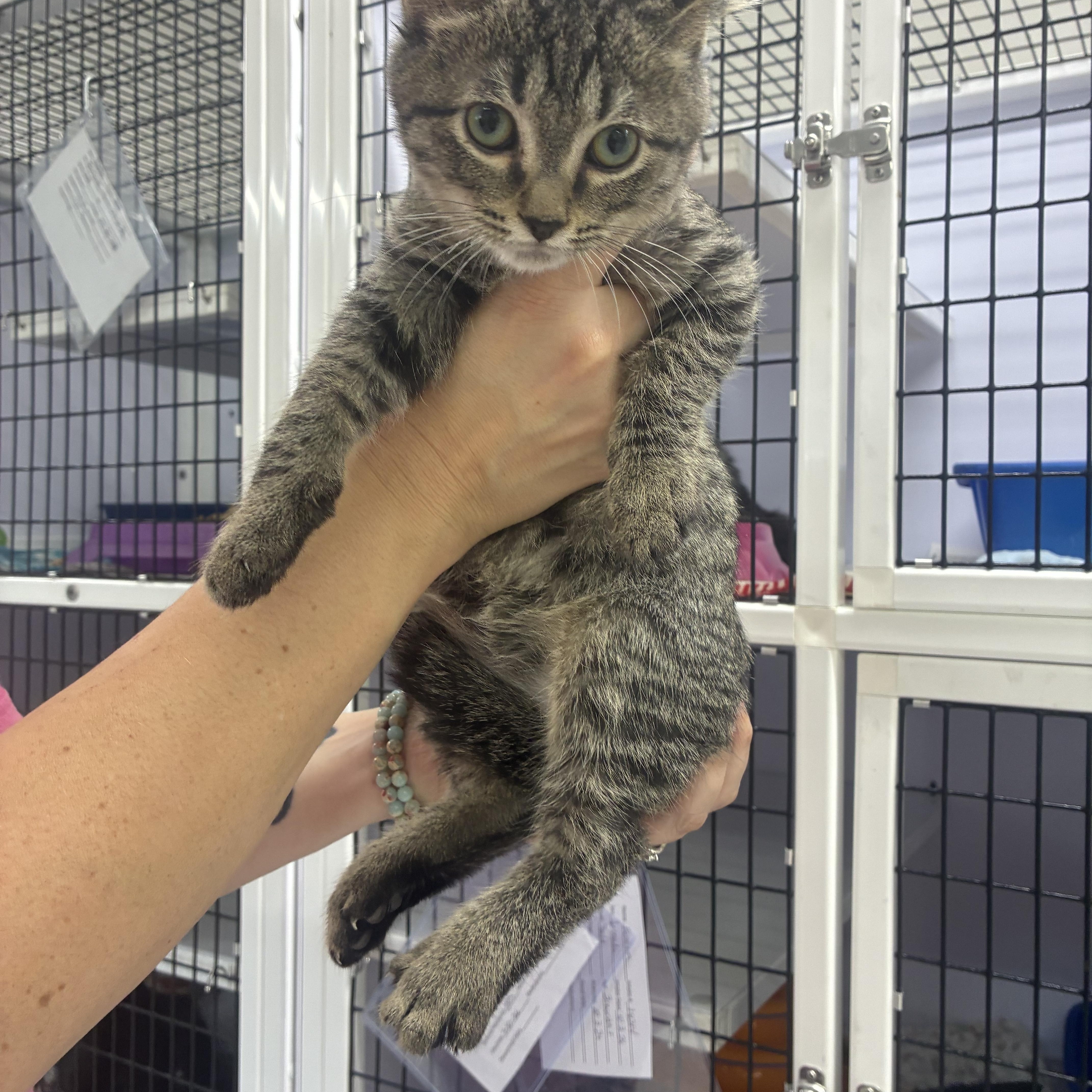 A young small-sized male Tabby (Gray / Blue / Silver) Domestic Short Hair cat named Paws for adoption in Rogersville, TN