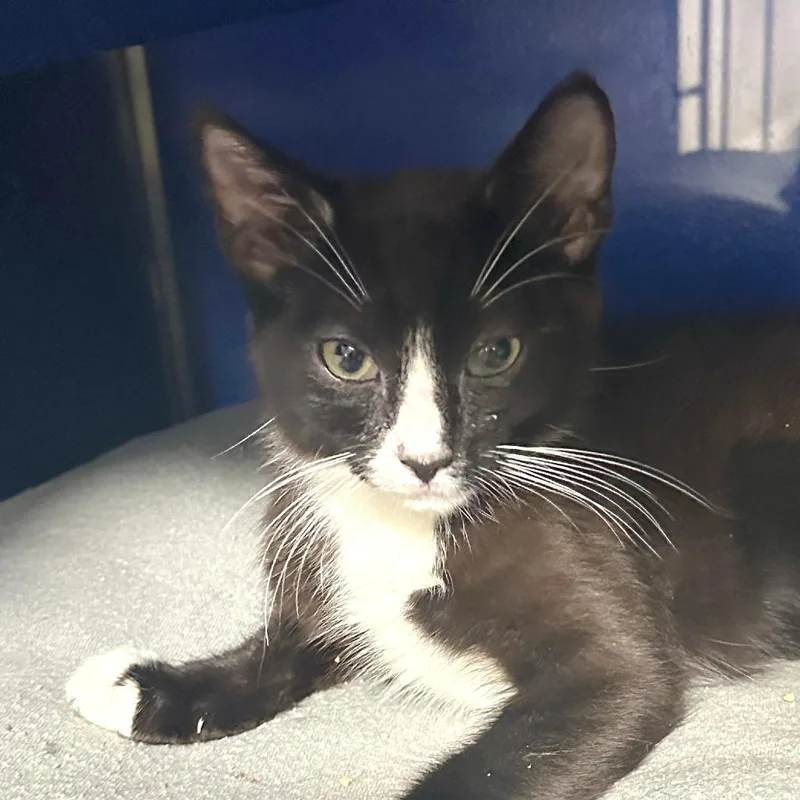 A baby small-sized male Black Domestic Short Hair cat named Mykka for adoption in Los Angeles, CA