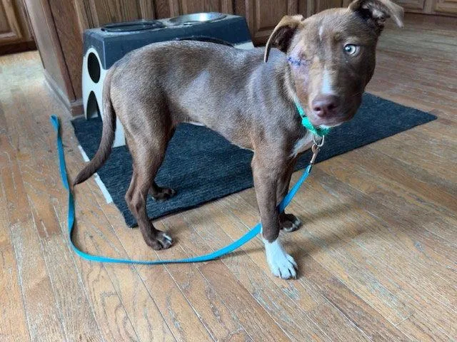 A young large-sized female Pit Bull Terrier dog named Kaiya for adoption in Newport, KY