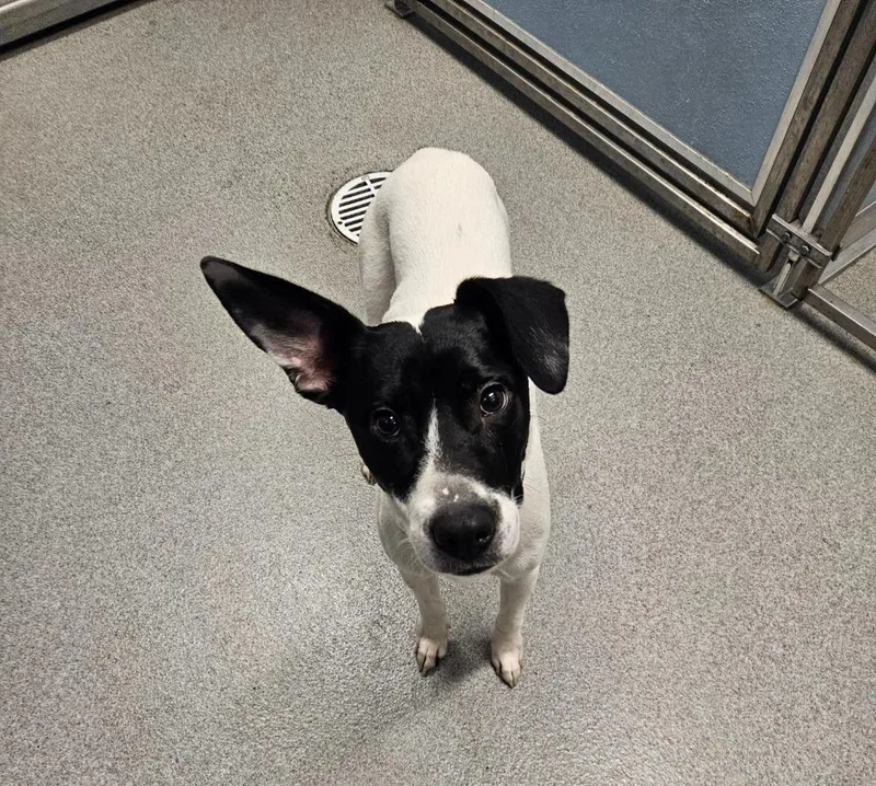 A young medium-sized female Terrier dog named Laney for adoption in Bloomington, IN