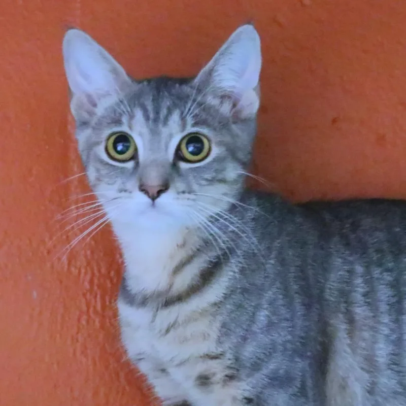 A baby medium-sized female Domestic Short Hair cat named Ariel for adoption in Sarasota, FL