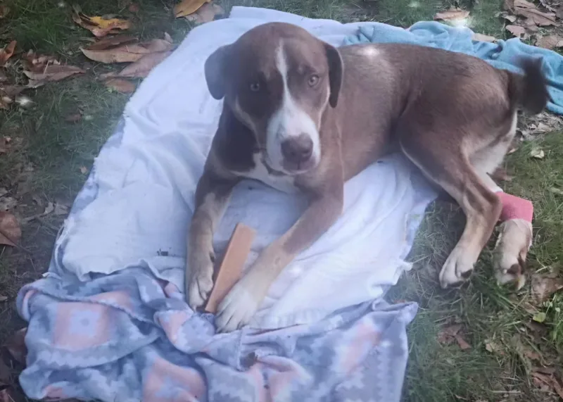 Bobby – A Survivor thumbnail 6