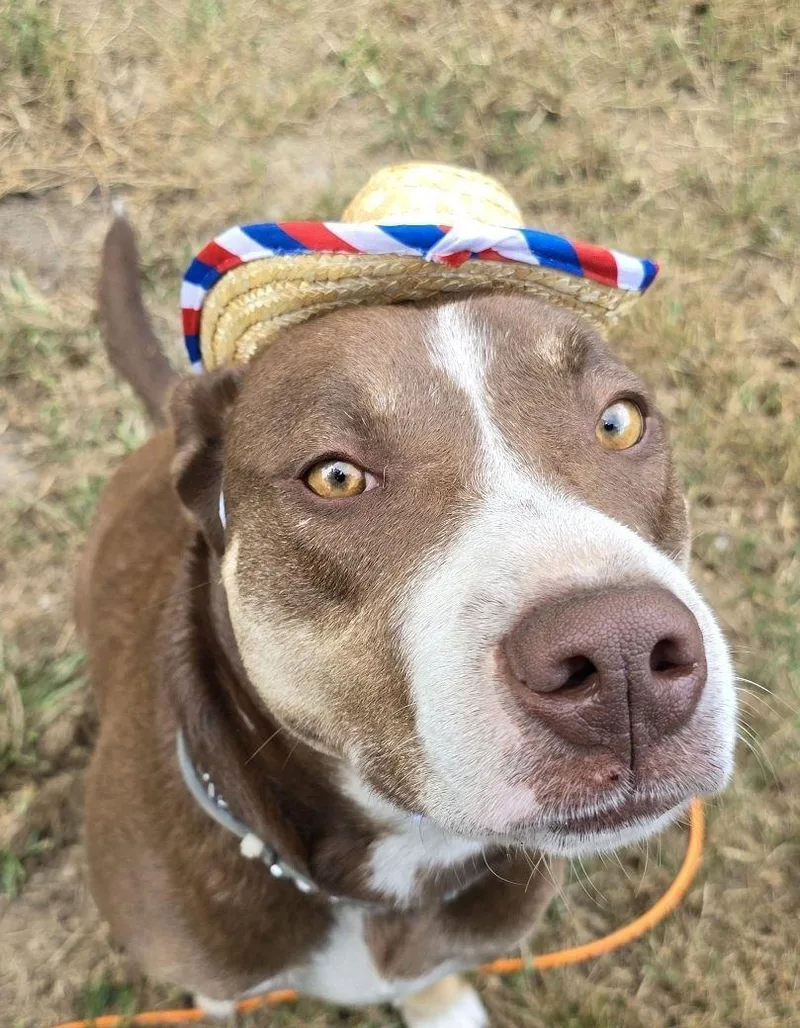 Bobby – A Survivor