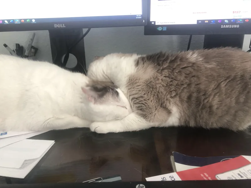 Ellieso Loving! thumbnail 4