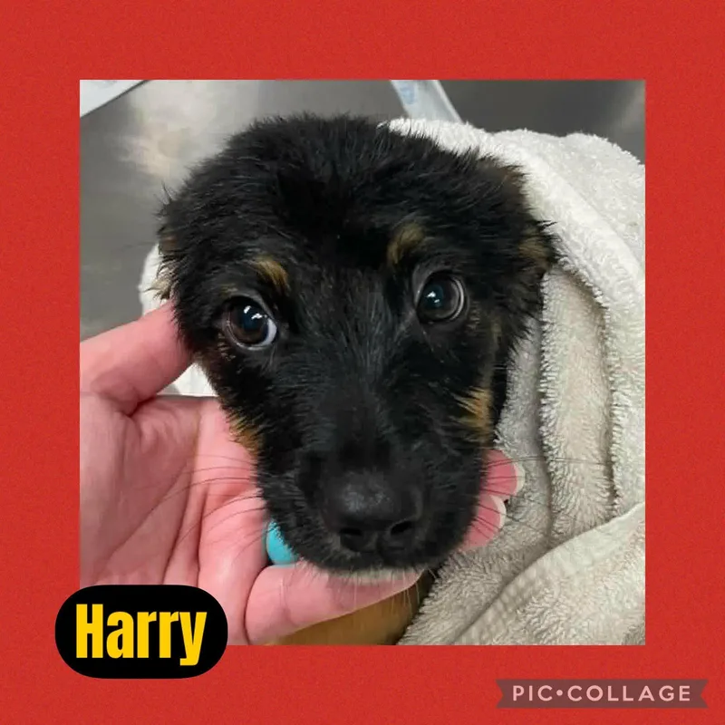 A baby medium-sized male Black Australian Cattle Dog / Blue Heeler dog named Harry for adoption in Ringwood, NJ