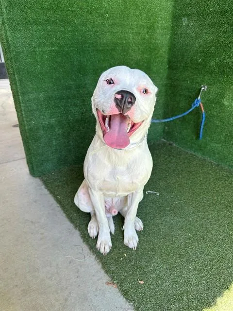 A young medium-sized male Boxer dog named Slim for adoption in Lancaster, CA