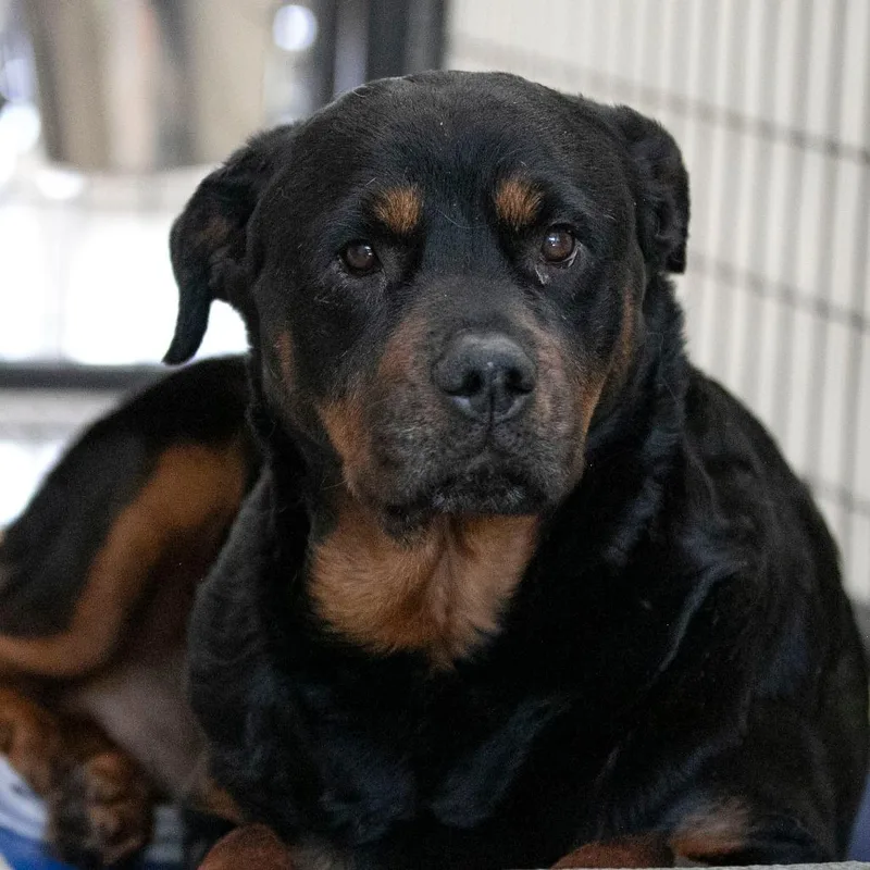 Layla