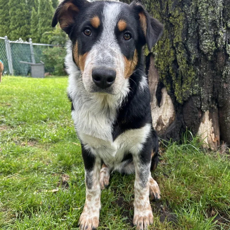 A baby large-sized male Bernese Mountain Dog dog named Yoshi for adoption in Crystal Lake, IL
