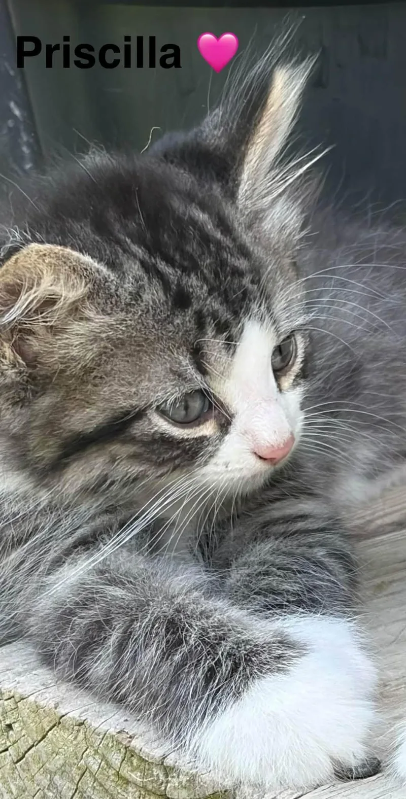 A baby small-sized female Tabby (Gray / Blue / Silver) Tabby cat named Priscilla for adoption in Beckley, WV