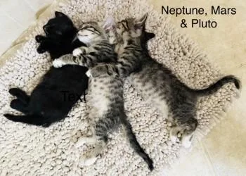 A baby small-sized male Domestic Short Hair cat named Pluto for adoption in Gainesville, FL