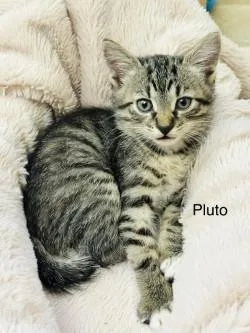 Pluto thumbnail 3