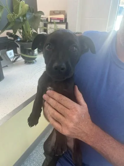A baby small-sized male Shepherd dog named Bam for adoption in West Memphis, AR