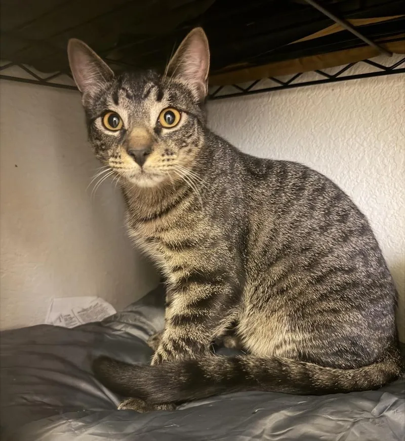 A young small-sized male Domestic Short Hair cat named George for adoption in Evergreen, CO