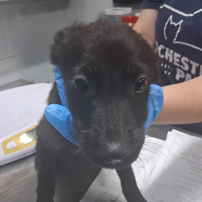 A baby small-sized female Black Shepherd dog named Latte for adoption in Summerville, SC