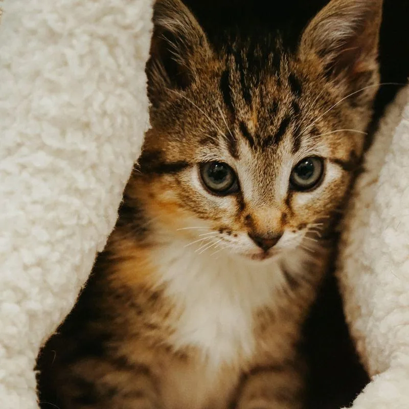 A baby medium-sized female Tabby (Buff / Tan / Fawn) Domestic Medium Hair cat named Sebastiana for adoption in Jackson, WY