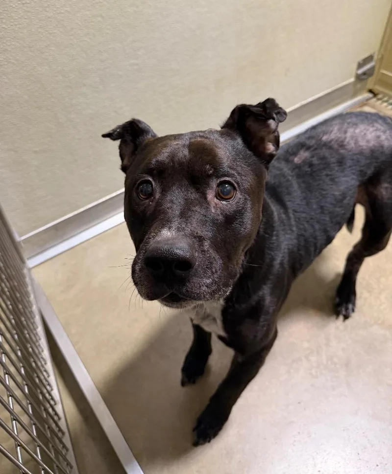 An adult medium-sized male American Staffordshire Terrier dog named King for adoption in Pierceton, IN