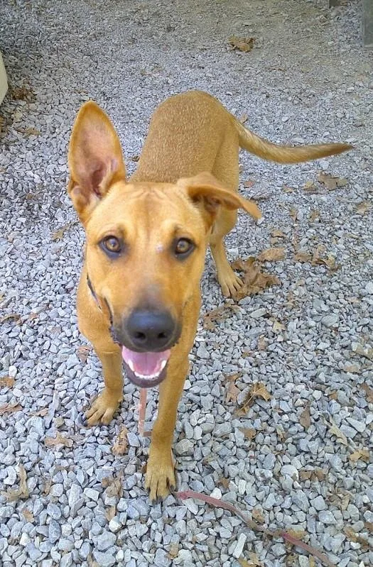 A young medium-sized male Hound dog named Macon Bacon for adoption in Pegram, TN