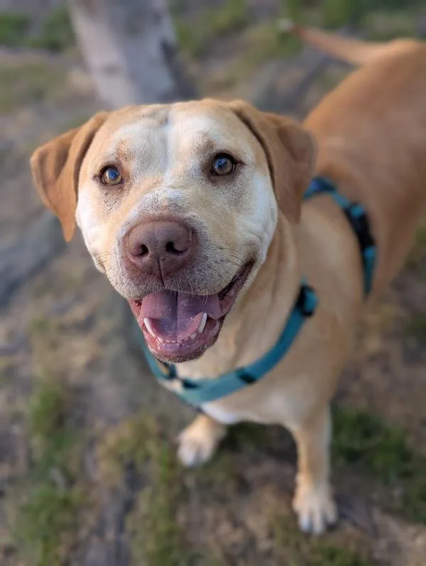 An adult large-sized female Labrador Retriever dog named Buttercream for adoption in Santa Rosa, CA