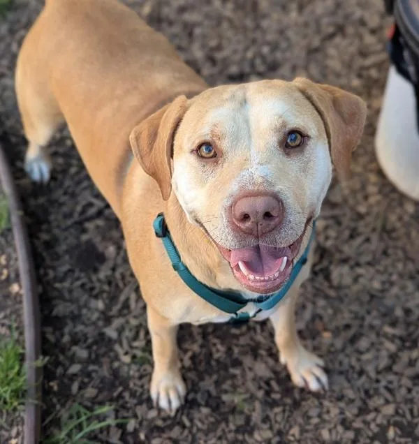 Buttercream thumbnail 2