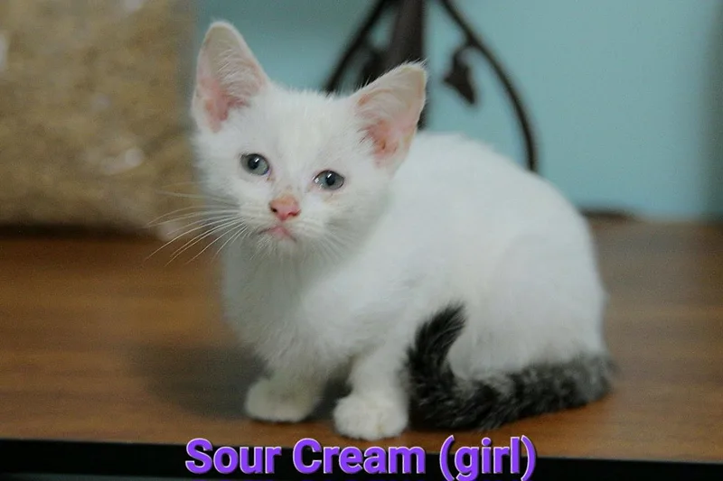 A baby medium-sized female White Domestic Short Hair cat named Sour Cream for adoption in Columbia, SC