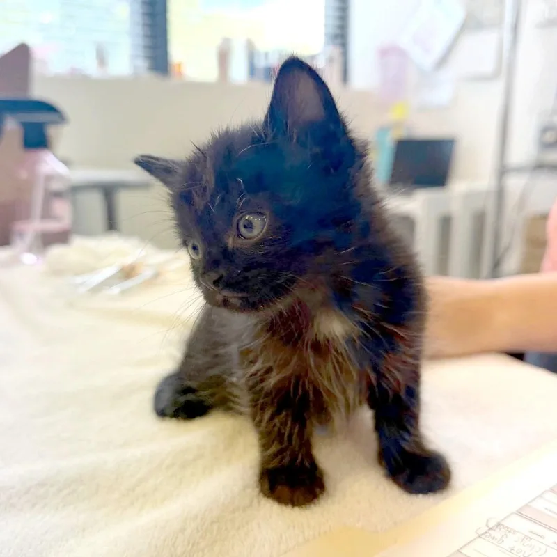 A baby small-sized male Black Domestic Short Hair cat named Avant Garde for adoption in Austin, TX