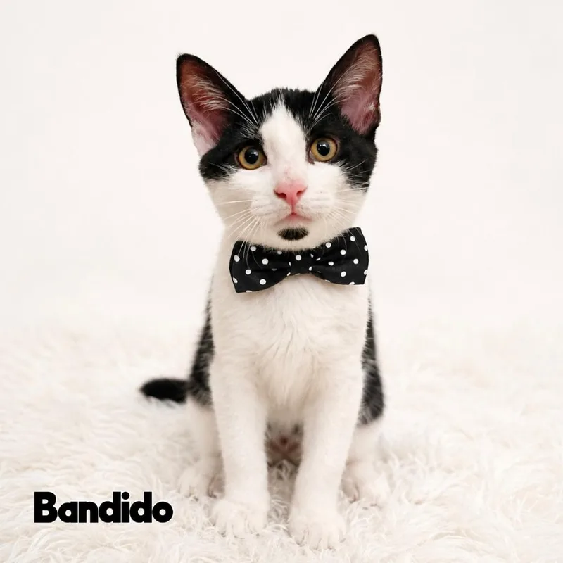 A baby medium-sized male White Domestic Short Hair cat named Bandido for adoption in Providence, RI