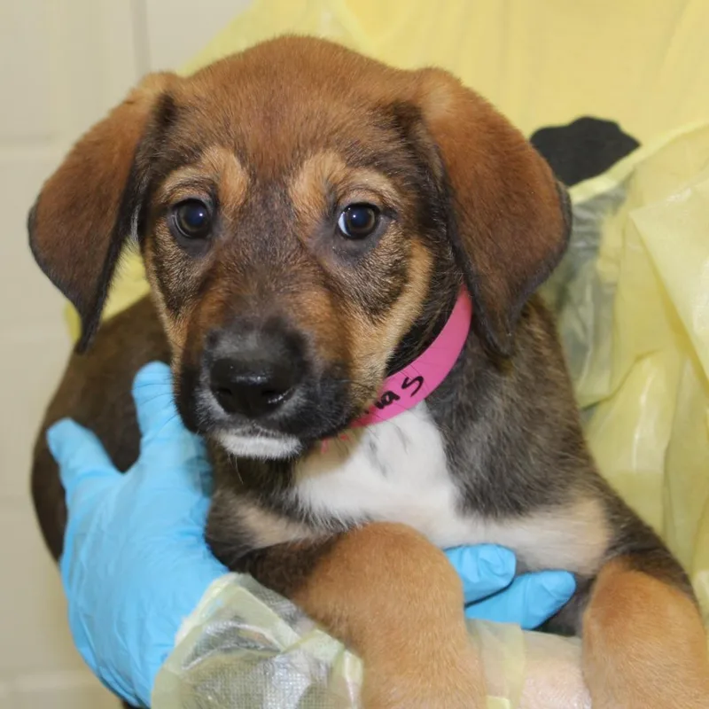 A baby small-sized female Mixed Breed dog named Atlas for adoption in Auburn, AL