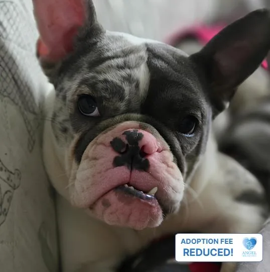 An adult medium-sized female Tricolor (Brown, Black, & White) French Bulldog dog named Trixie for adoption in Naperville, IL