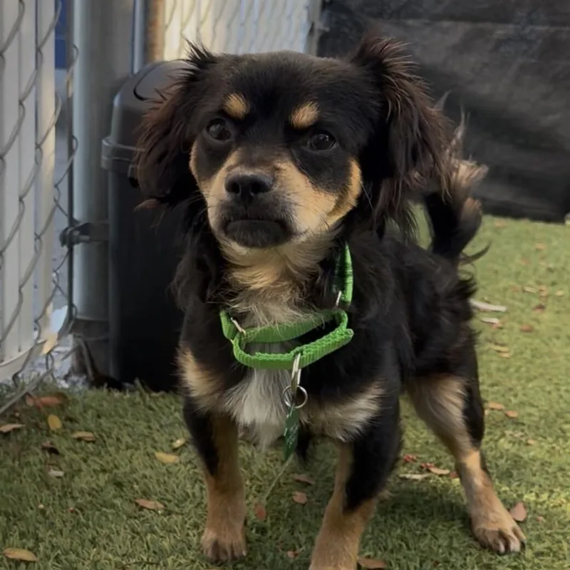 An adult small-sized male Chihuahua dog named Zumi for adoption in San Diego, CA
