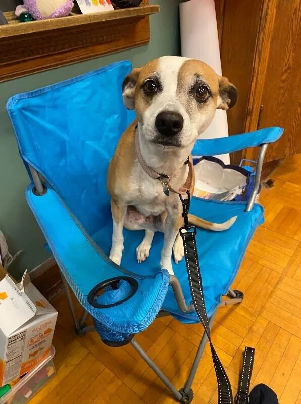 An adult medium-sized female Brown / Chocolate Jack Russell Terrier dog named Bambi Is Ready To for adoption in Friendswood, TX