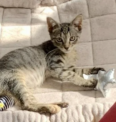 A baby small-sized female Domestic Short Hair cat named Ariel for adoption in Chicago, IL
